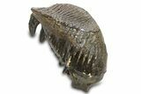 Woolly Mammoth Upper M Molar - North Sea Deposits #298475-1